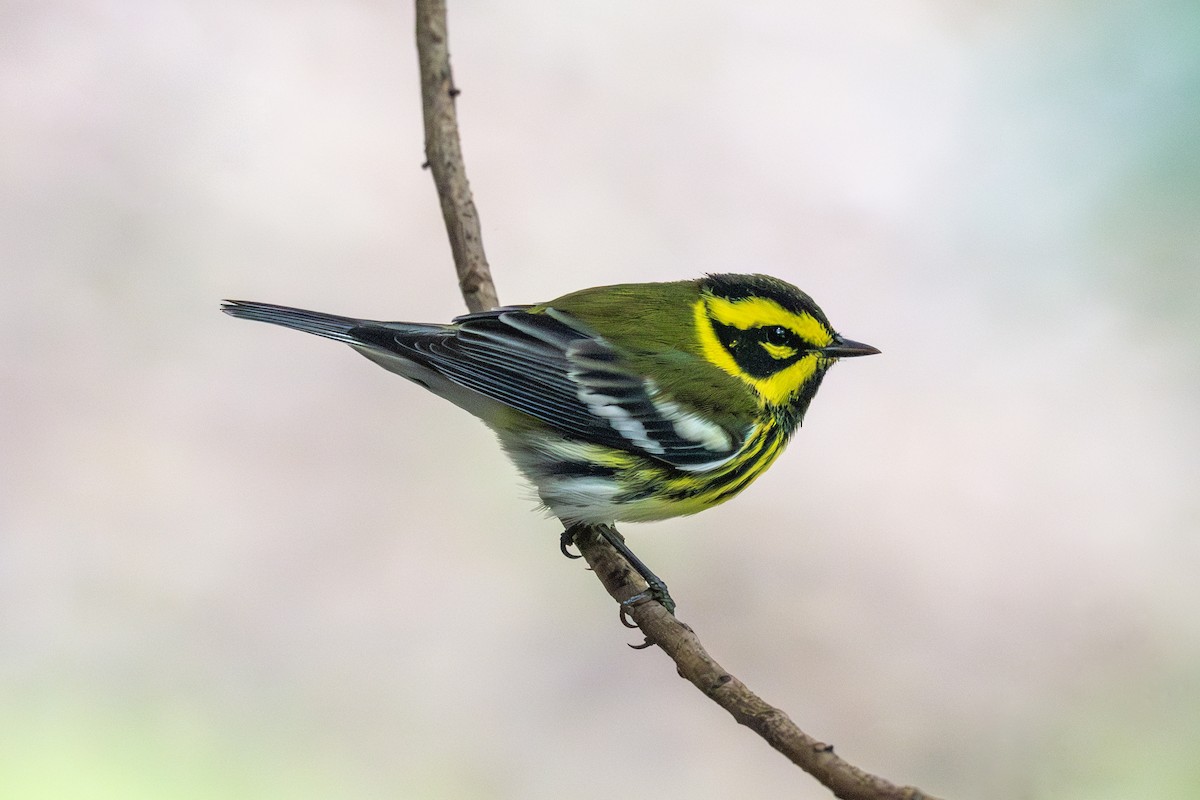 granparula - ML644493679