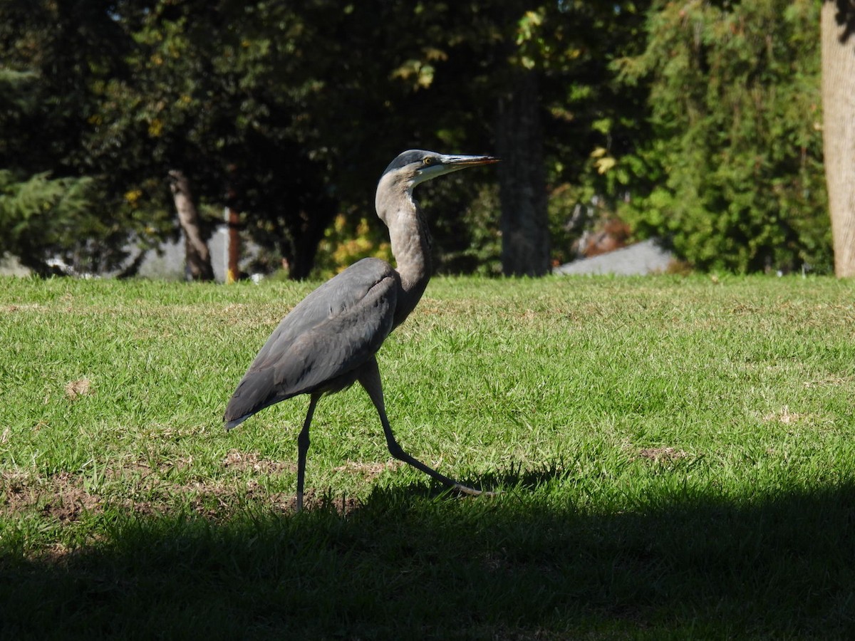 Great Blue Heron - ML644493685