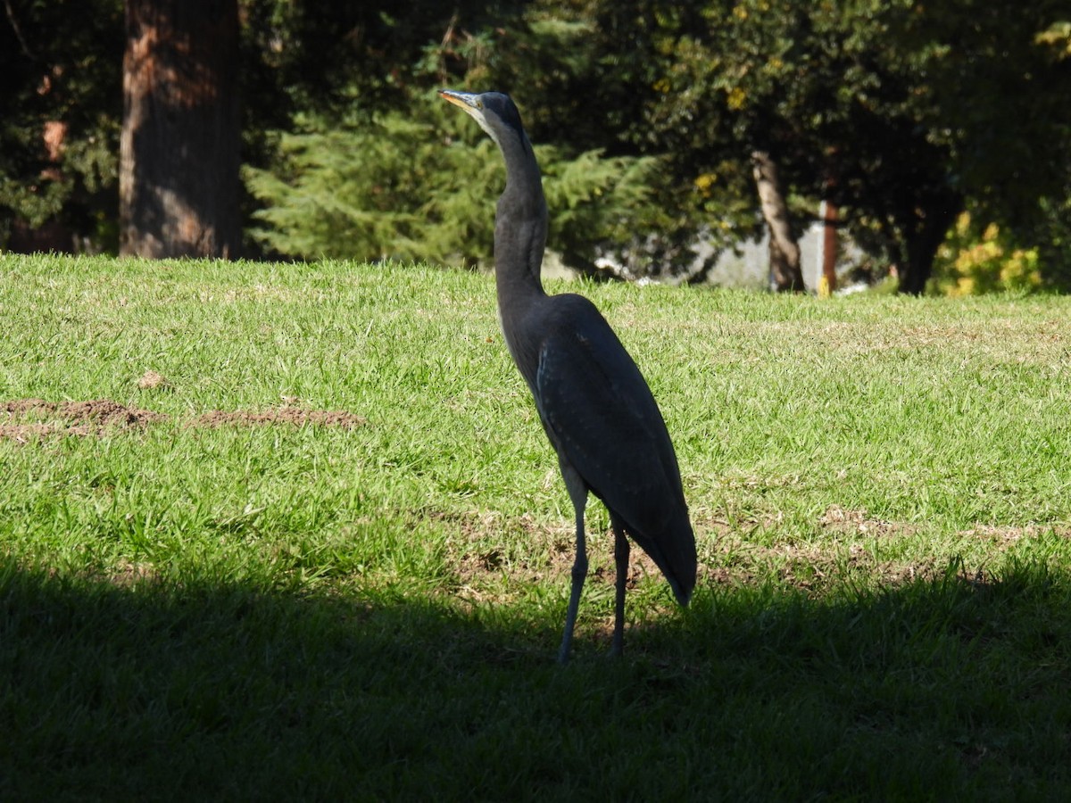 Great Blue Heron - ML644493686