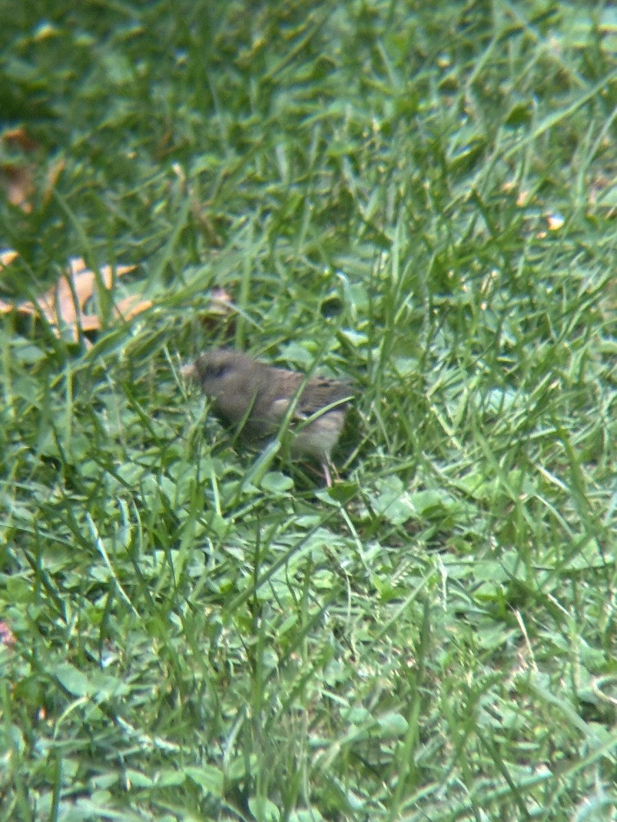 Dark-eyed Junco (Slate-colored) - ML644493688