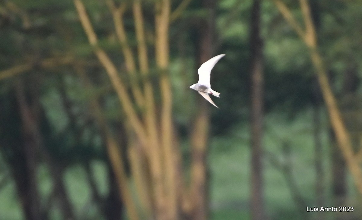 Guifette moustac - ML644493691