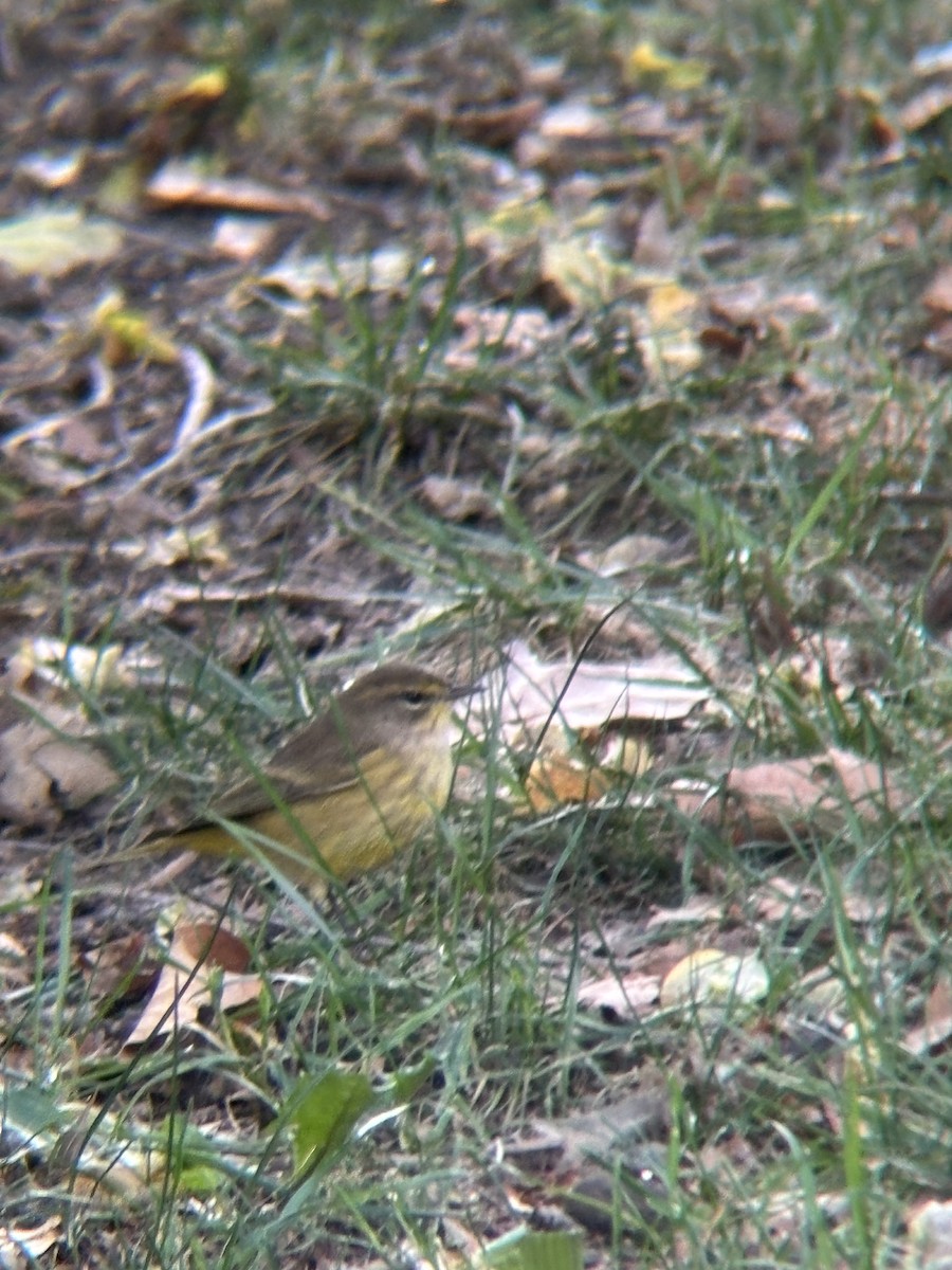 Palm Warbler - ML644493695