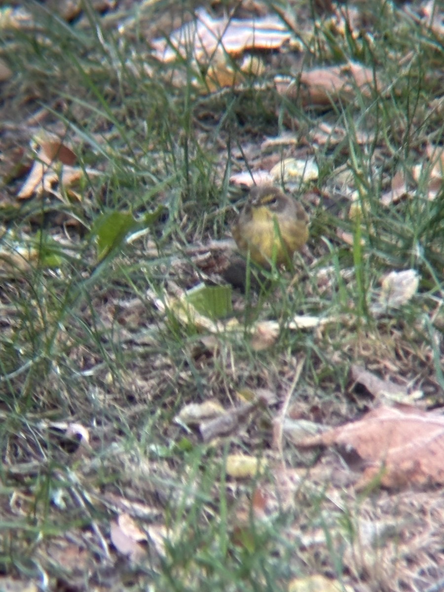 Palm Warbler - ML644493696