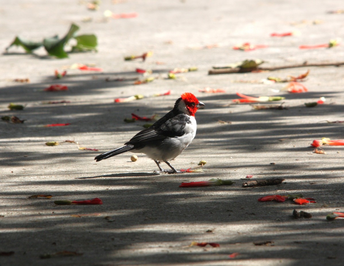 Paroare dominicain - ML644493699