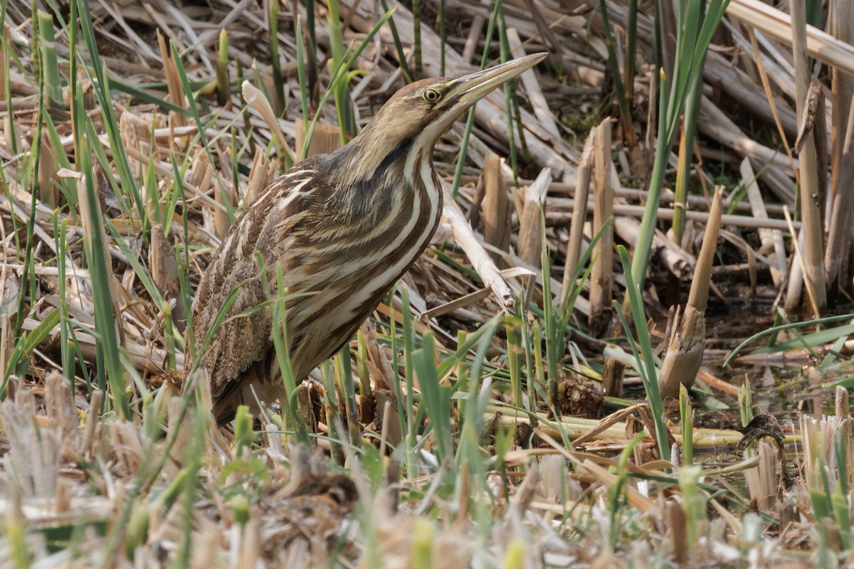 Butor d'Amérique - ML644493702