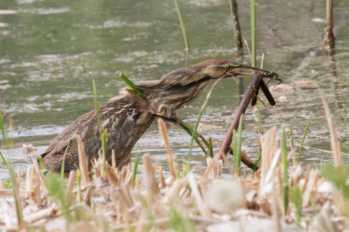 Butor d'Amérique - ML644493724