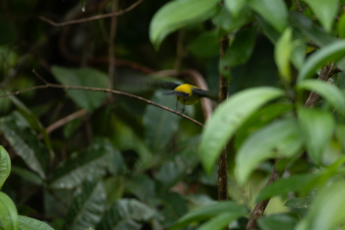 Piranga gorri-beltza - ML644493735