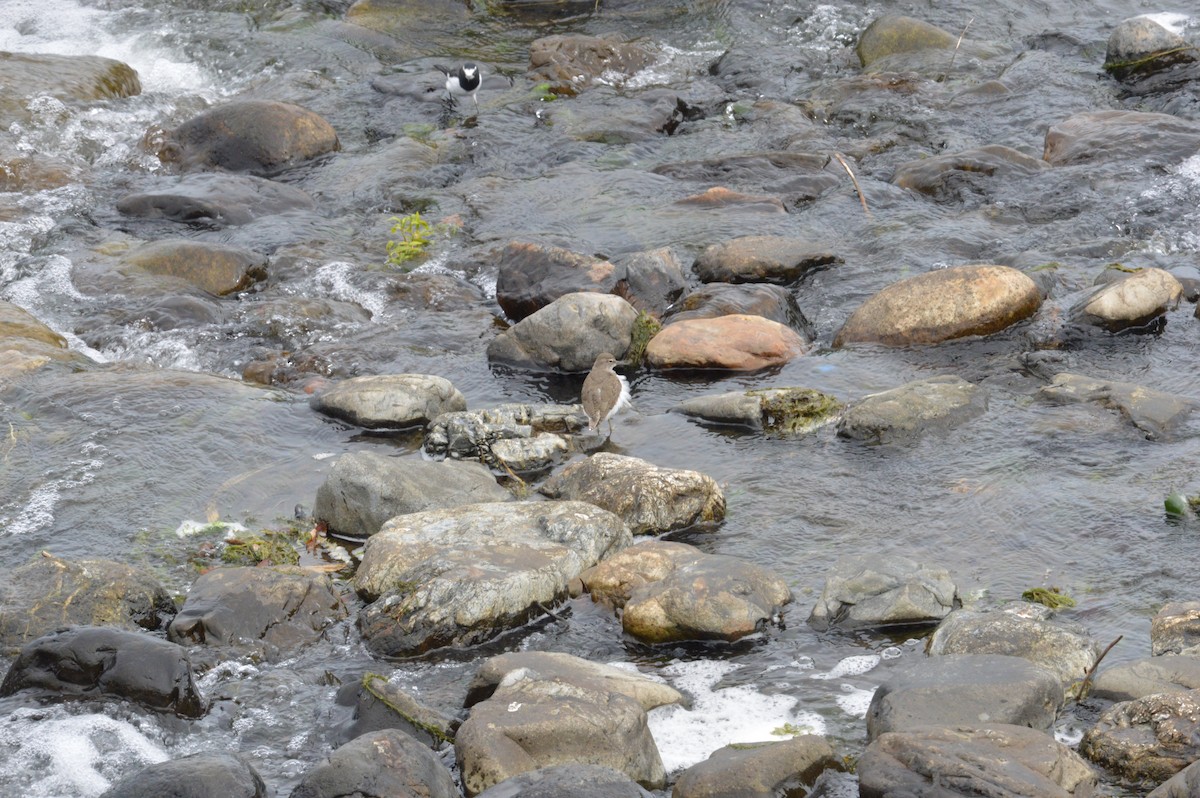 Хайргын хөгчүү - ML644493736