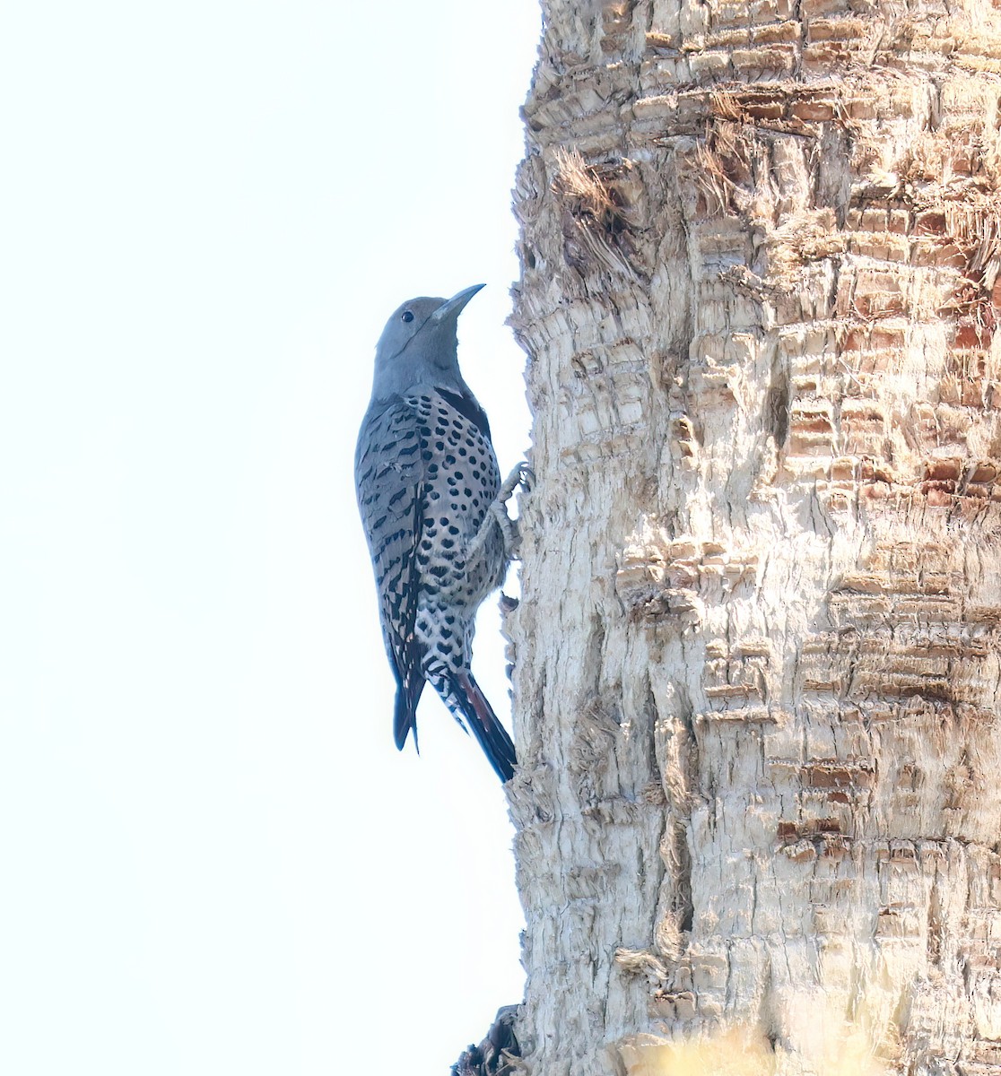 Northern Flicker (Red-shafted) - ML644493739