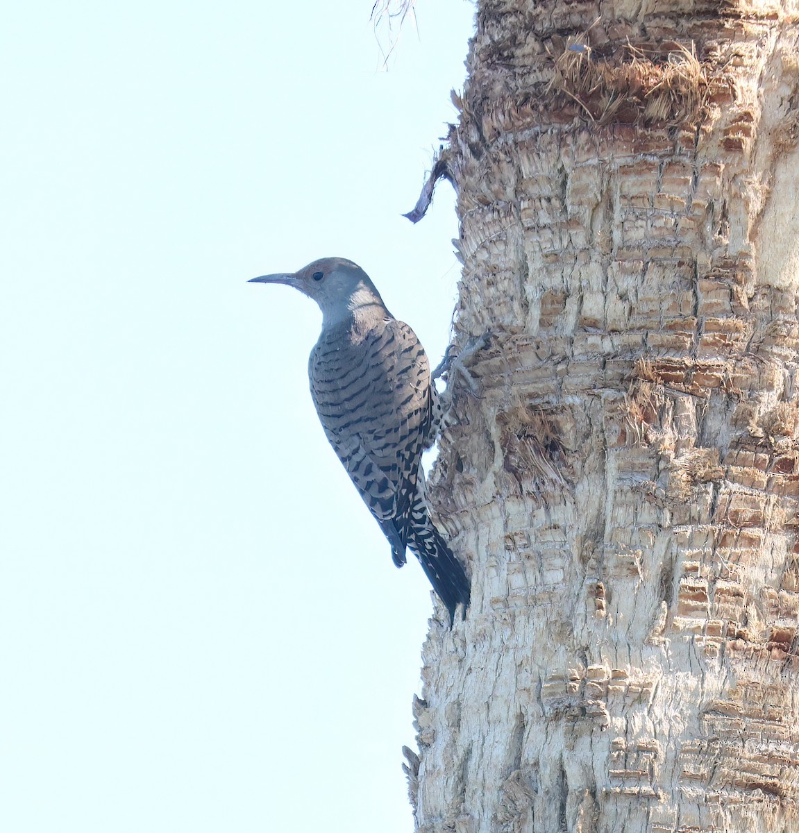 Northern Flicker (Red-shafted) - ML644493740