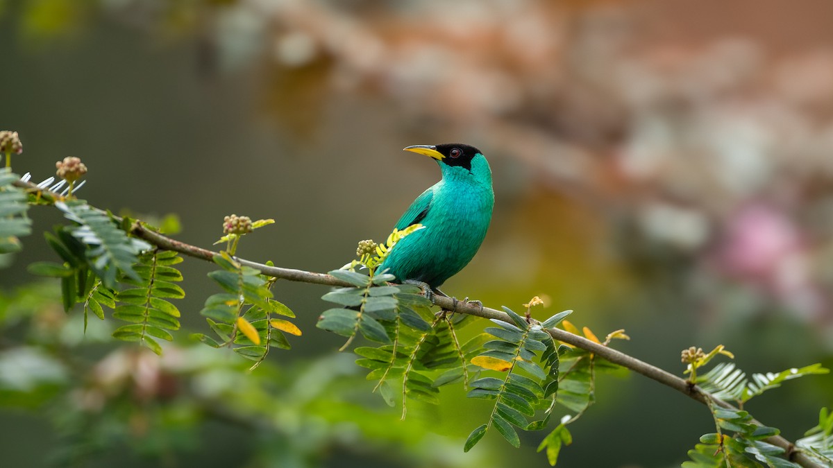 Green Honeycreeper - ML644493747