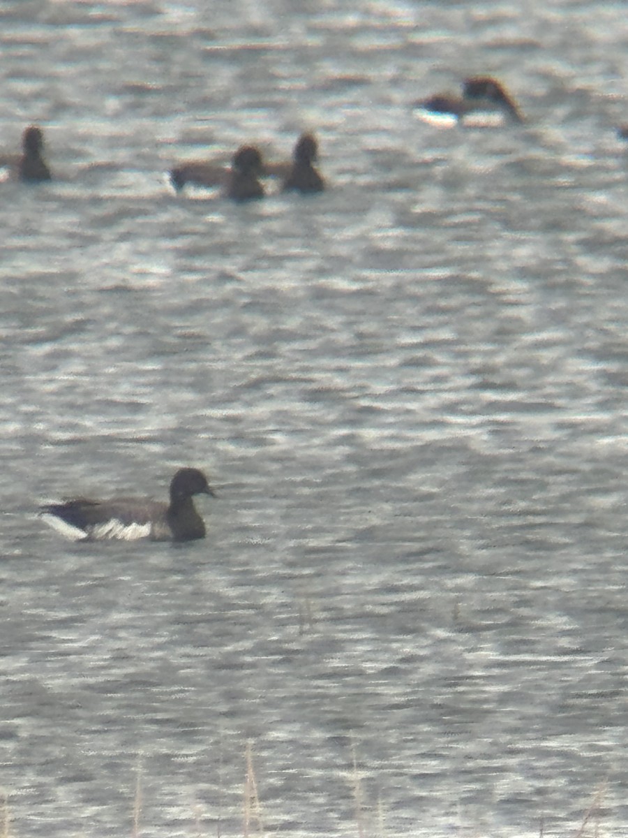 Brant (Pale-bellied) - ML644493750
