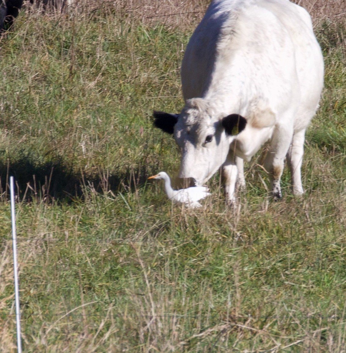 Western Cattle-Egret - ML644493751