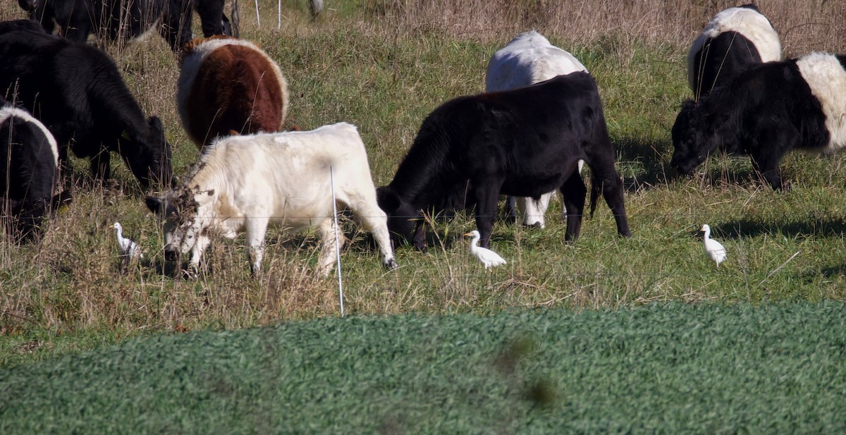 Western Cattle-Egret - ML644493752