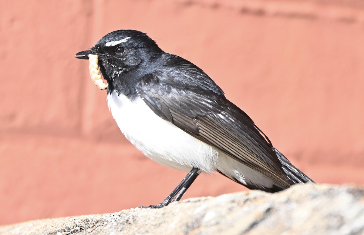 ヨコフリオウギビタキ - ML644493753