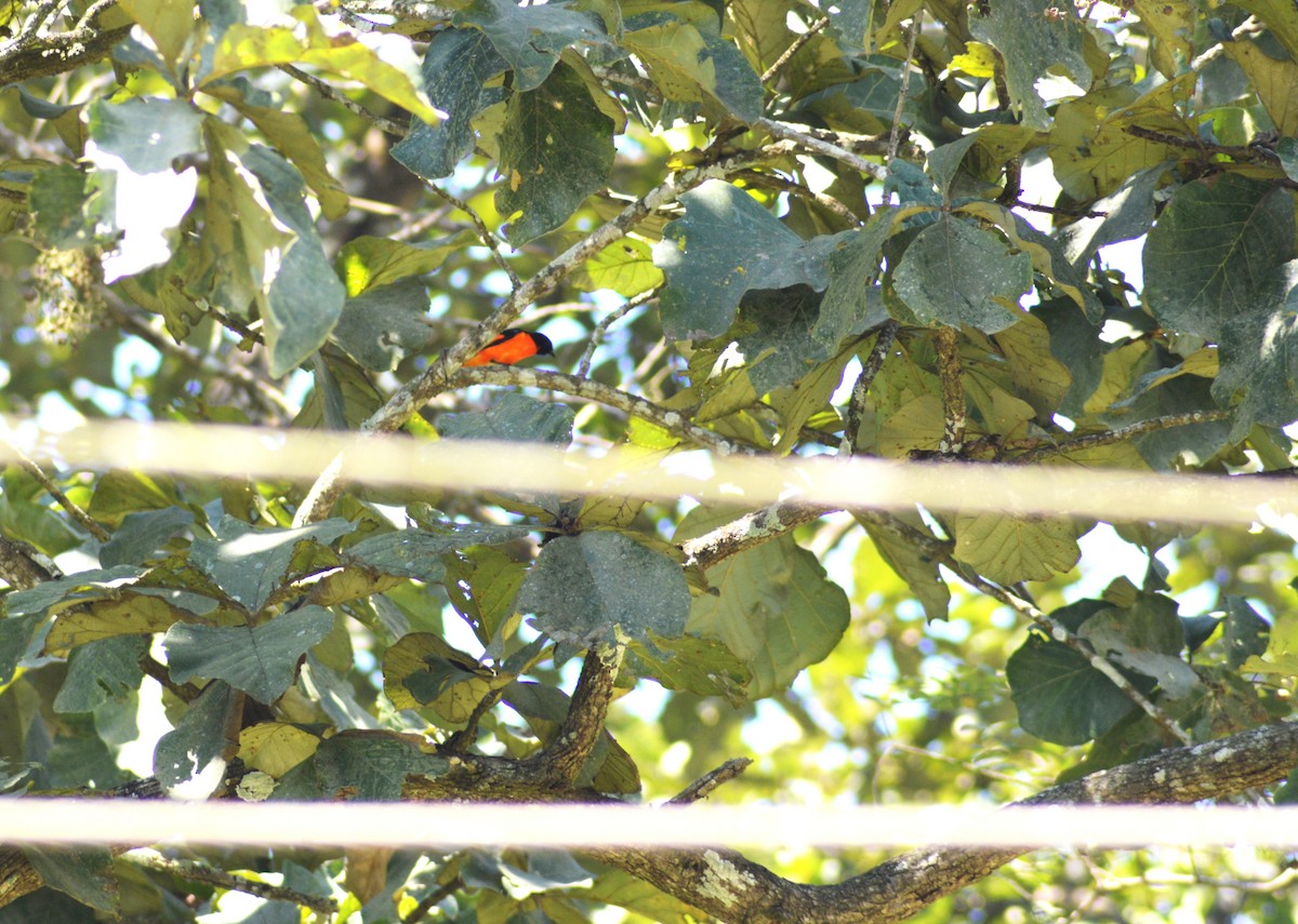 Orange Minivet - ML644493754