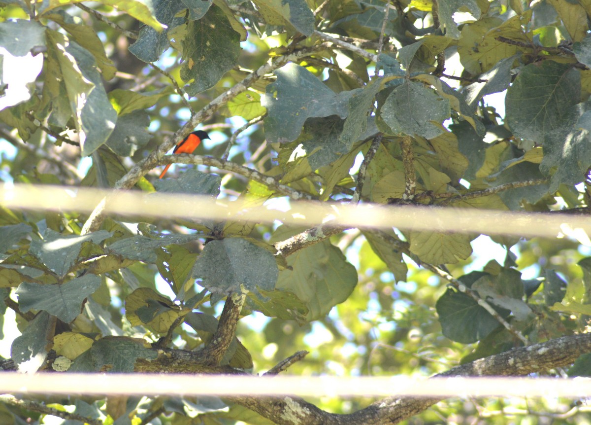 Orange Minivet - ML644493755