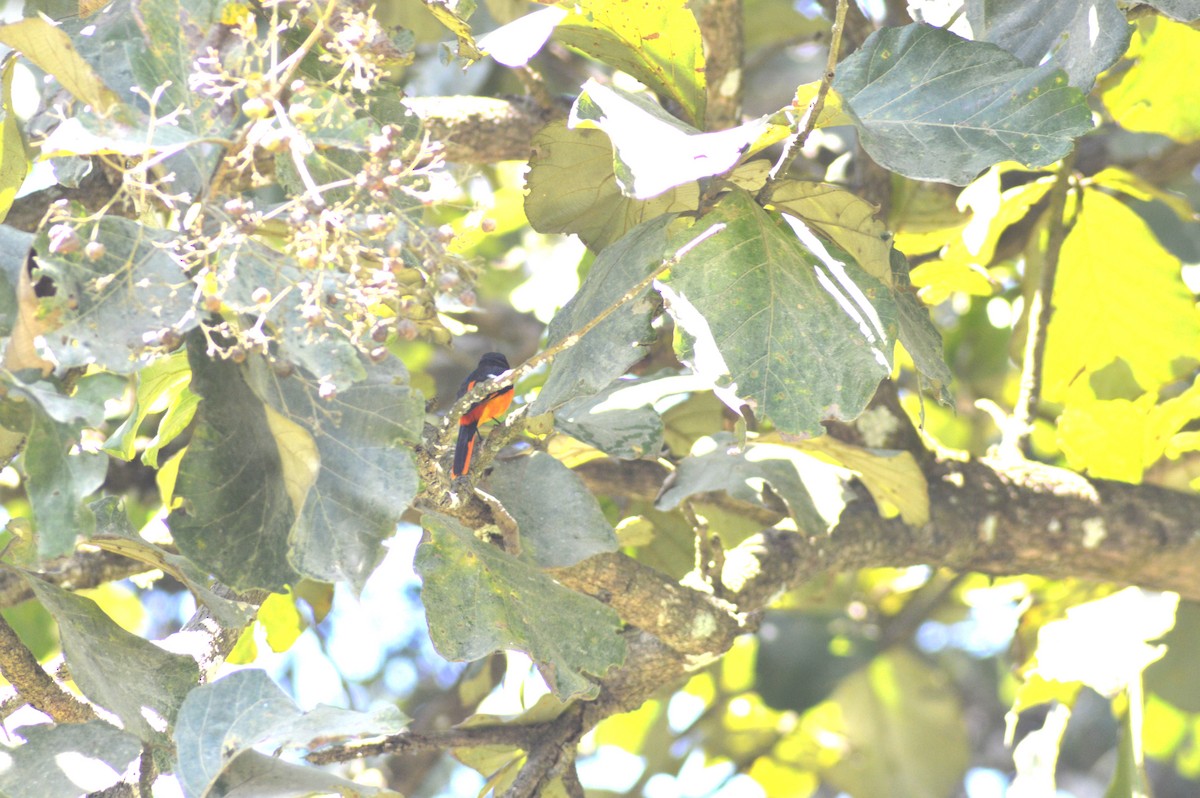 Orange Minivet - ML644493756