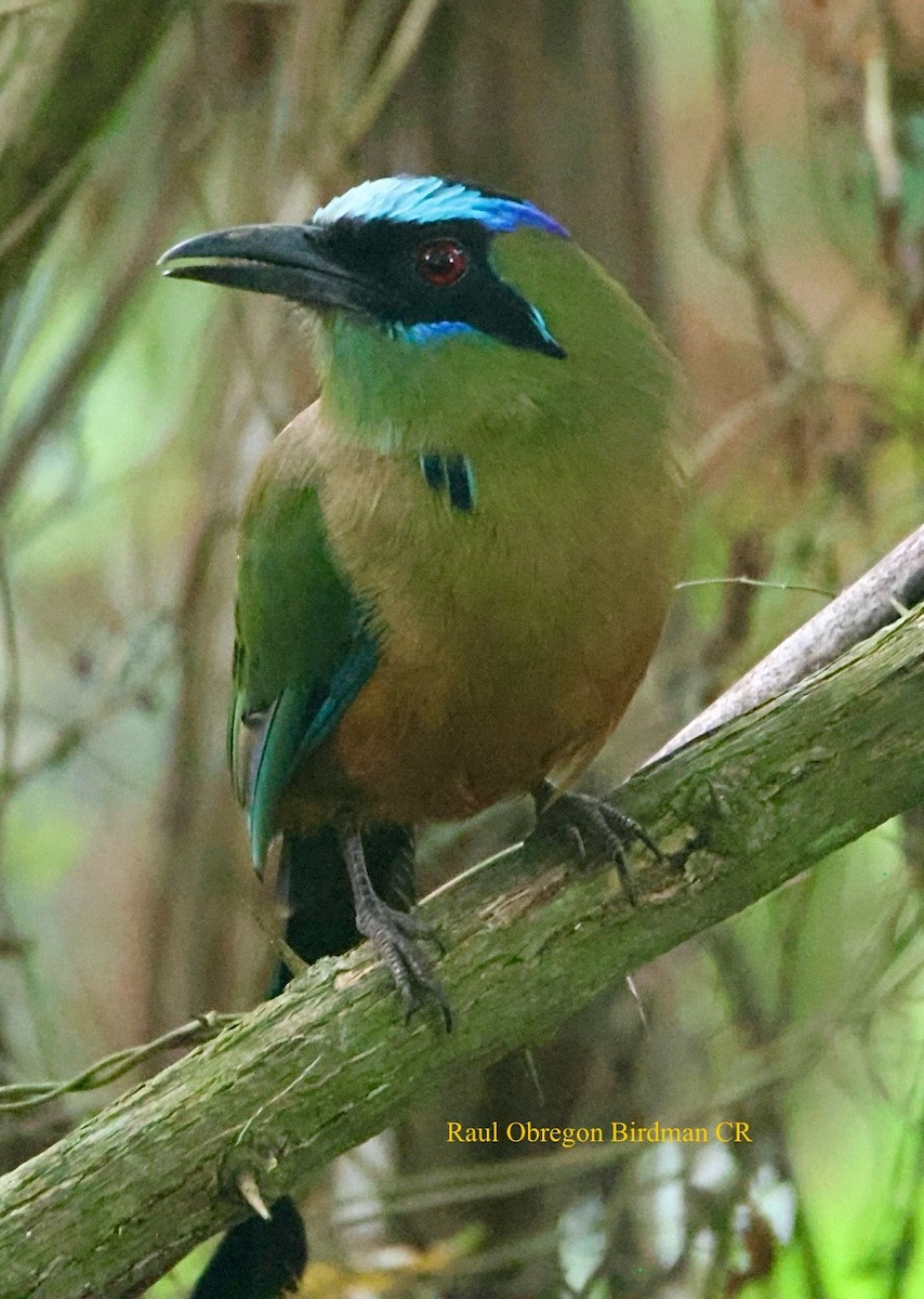 Whooping Motmot - ML644493757