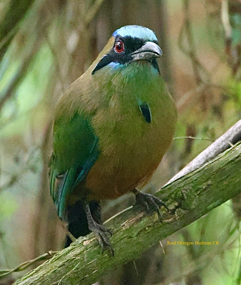 Whooping Motmot - ML644493758