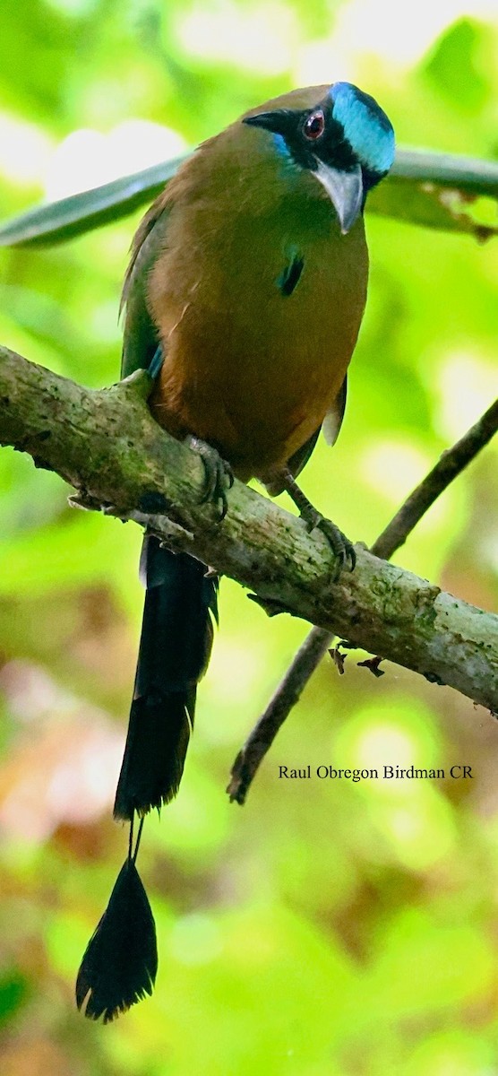 Whooping Motmot - ML644493759