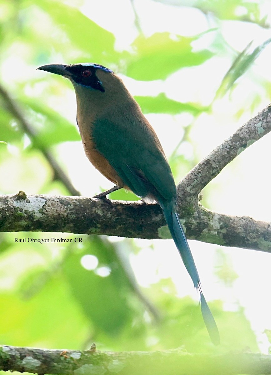 Whooping Motmot - ML644493760