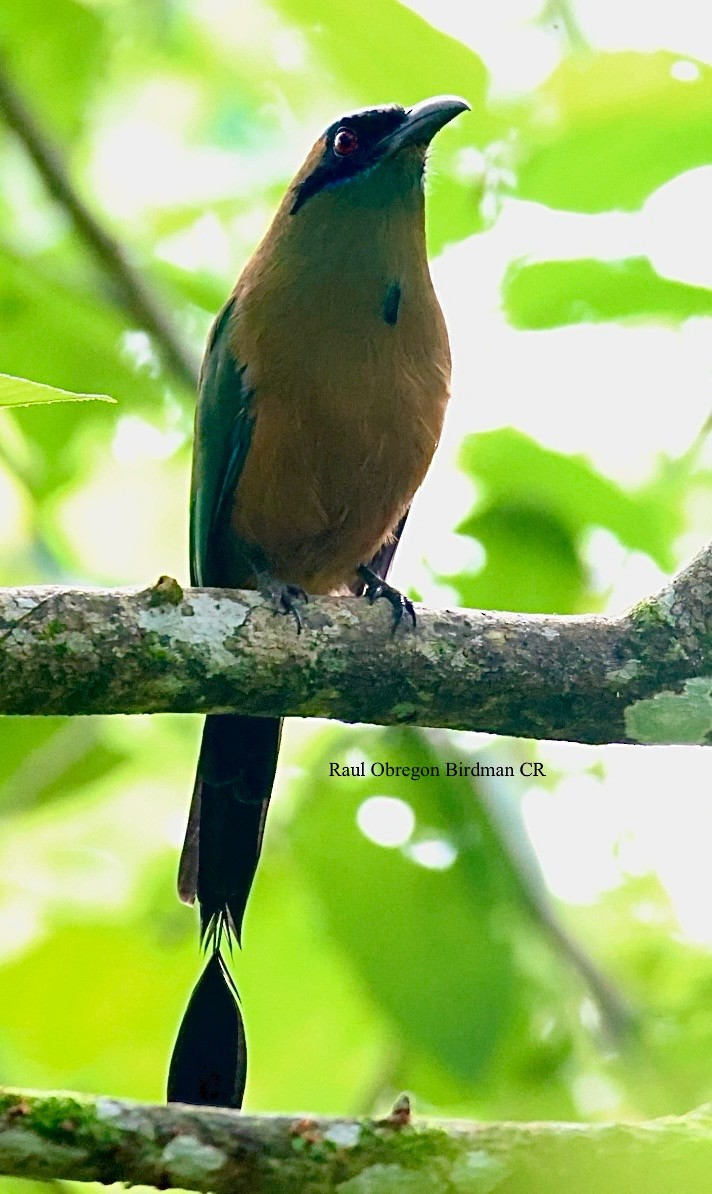 Whooping Motmot - ML644493761