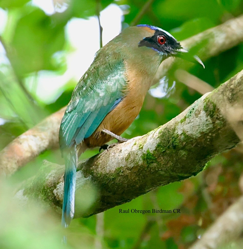 Whooping Motmot - ML644493762