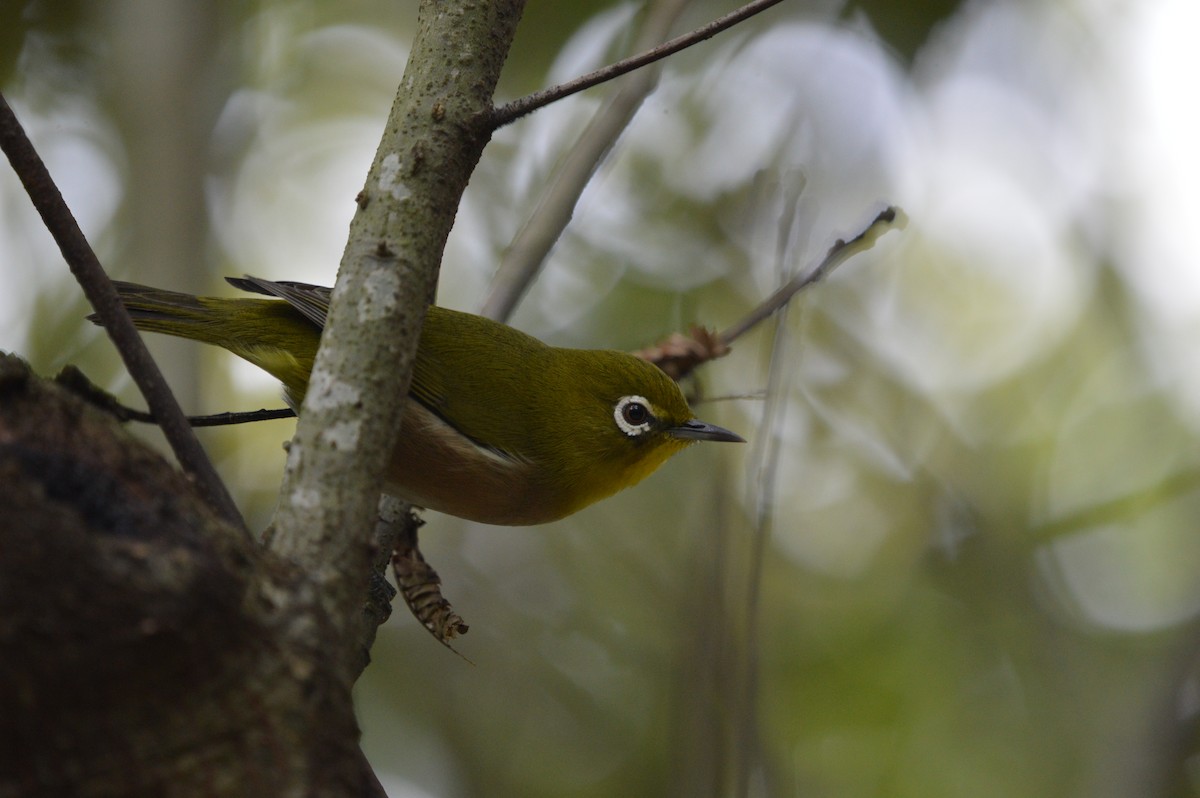 Anteojitos Japonés - ML644493765