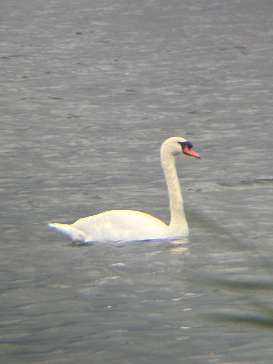 labuť velká - ML644493766