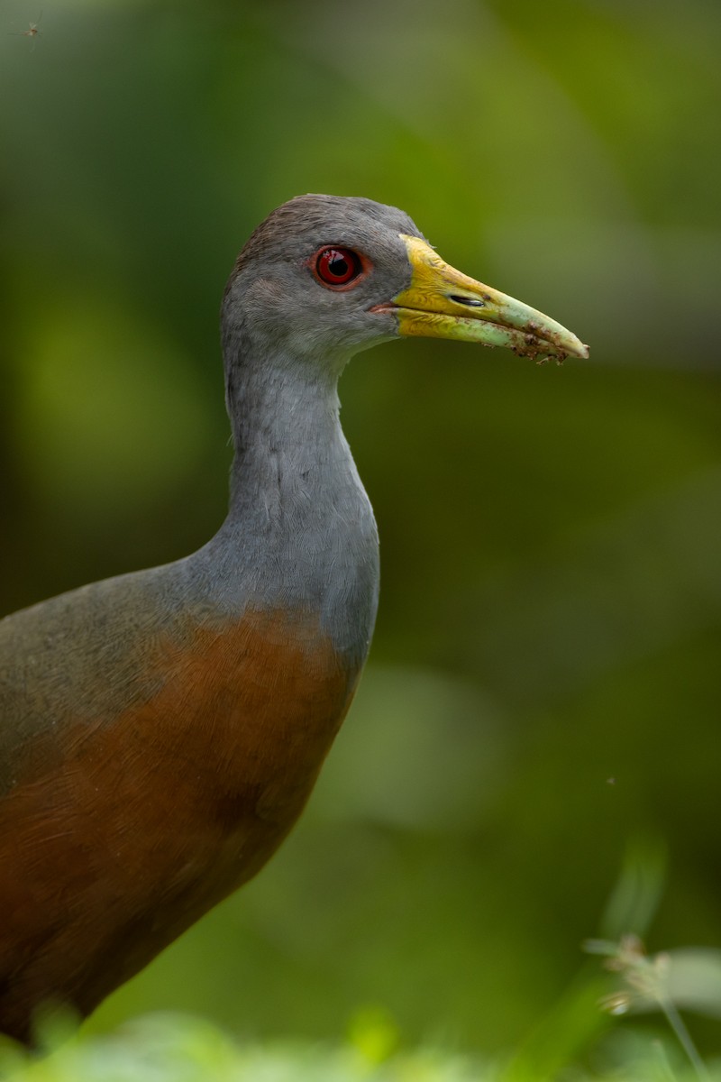Gray-cowled Wood-Rail - ML644493767