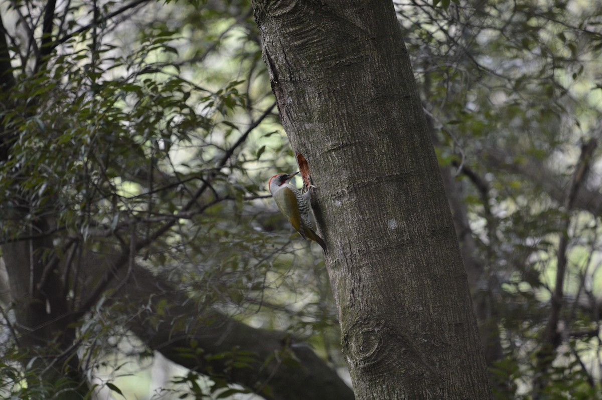 Japanese Woodpecker - ML644493770