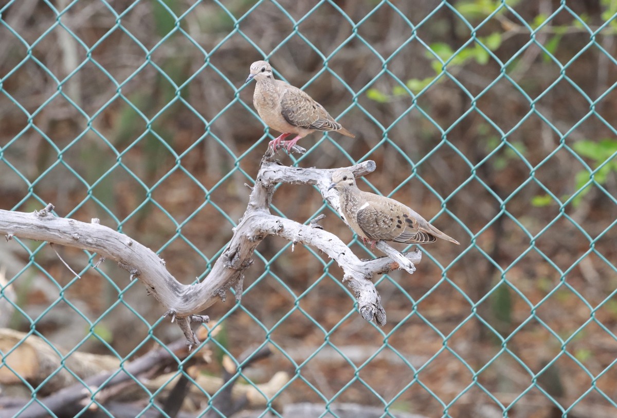 Eared Dove - ML644493771