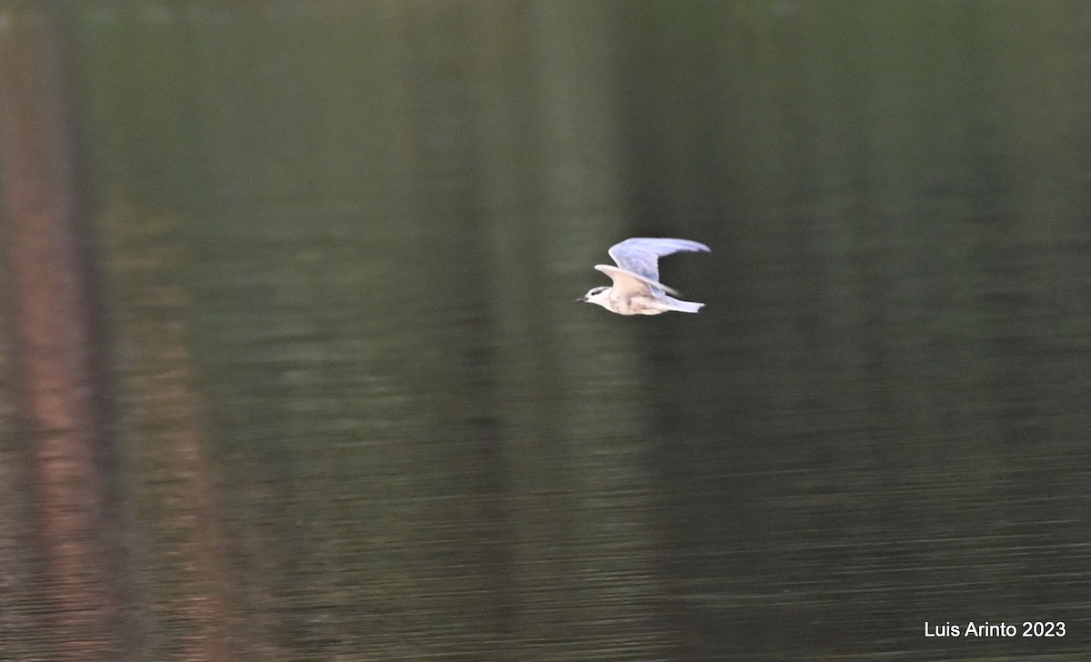 Guifette moustac - ML644493773