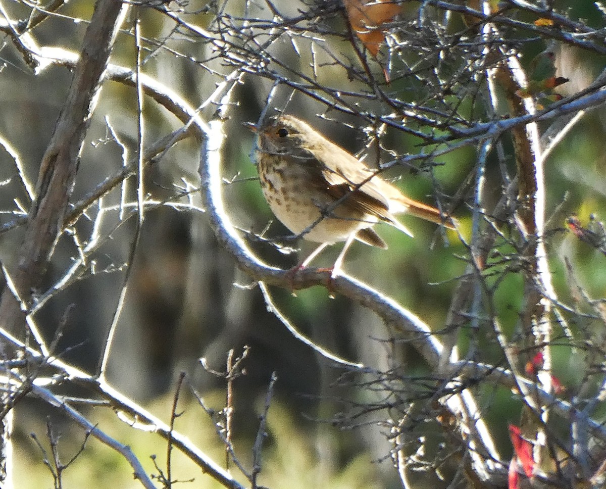 Hermit Thrush - ML644493774