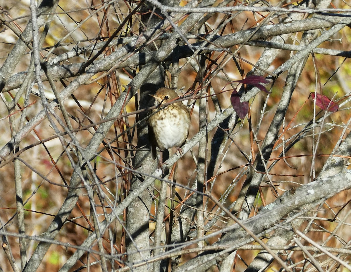 Hermit Thrush - ML644493775