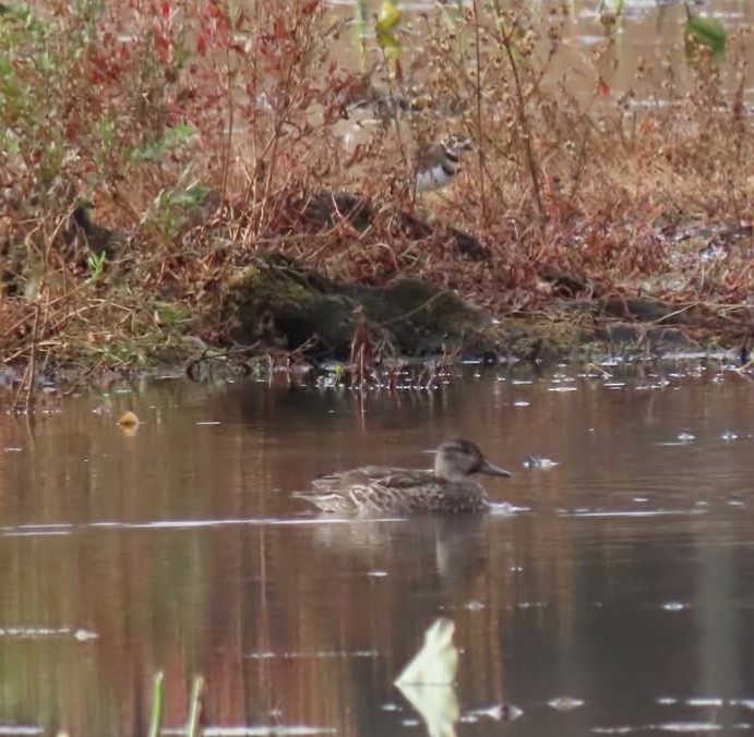 Green-winged Teal - ML644493776