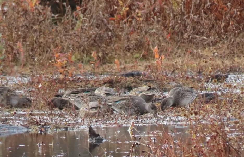Green-winged Teal - ML644493777