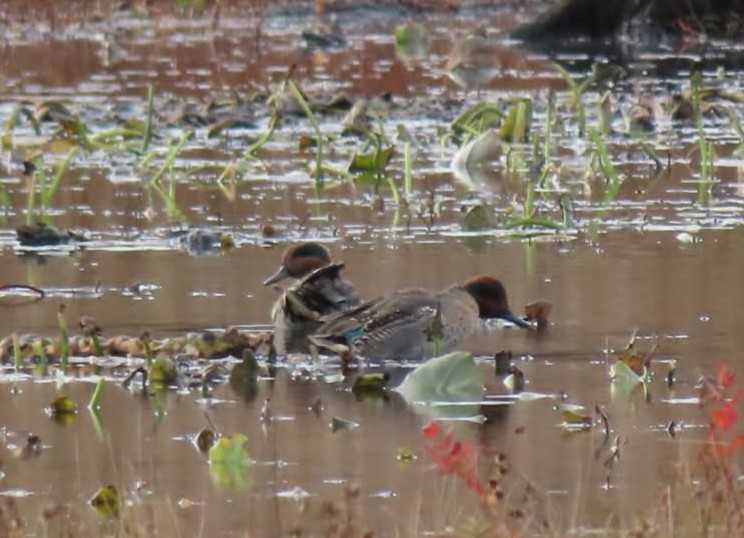 Green-winged Teal - ML644493778