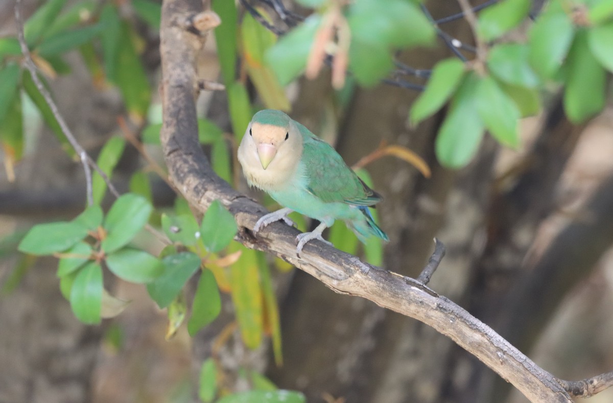 lovebird sp. - ML644493779