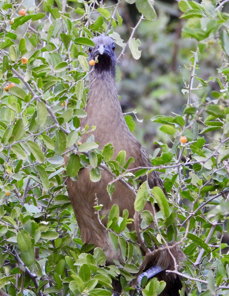 čačalaka obecná - ML644493781