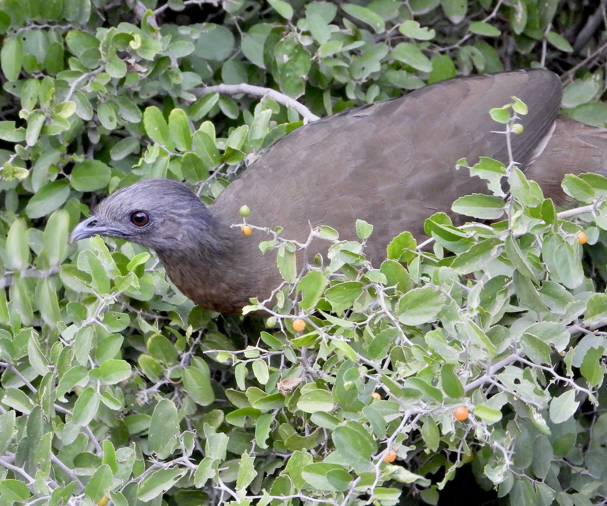 čačalaka obecná - ML644493782