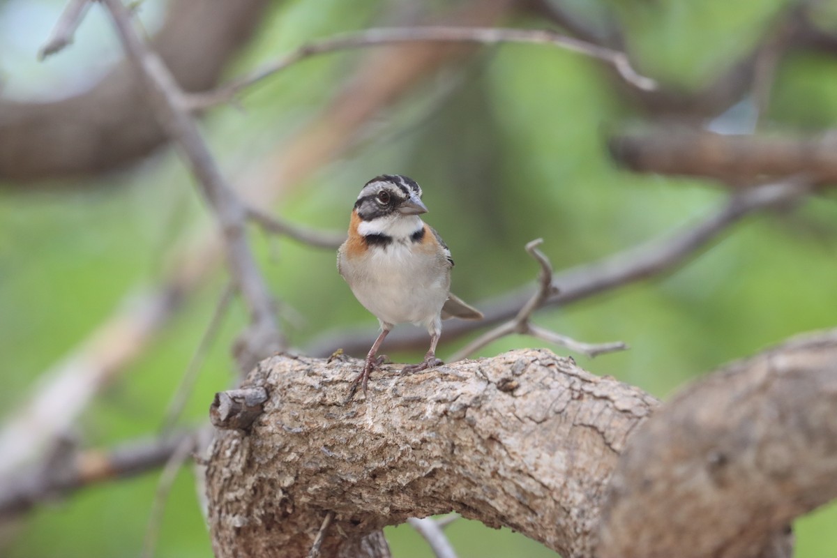 Rufous-collared Sparrow - ML644493788