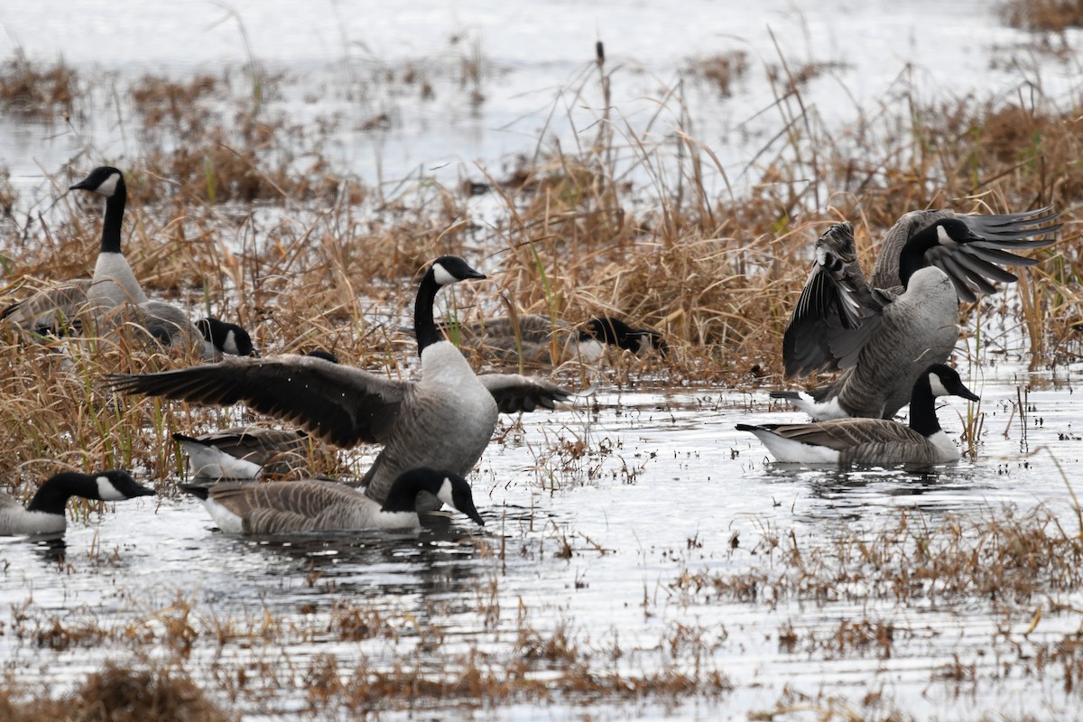 カナダガン - ML644493789