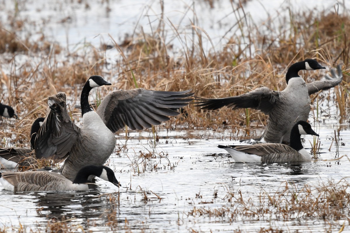 カナダガン - ML644493791