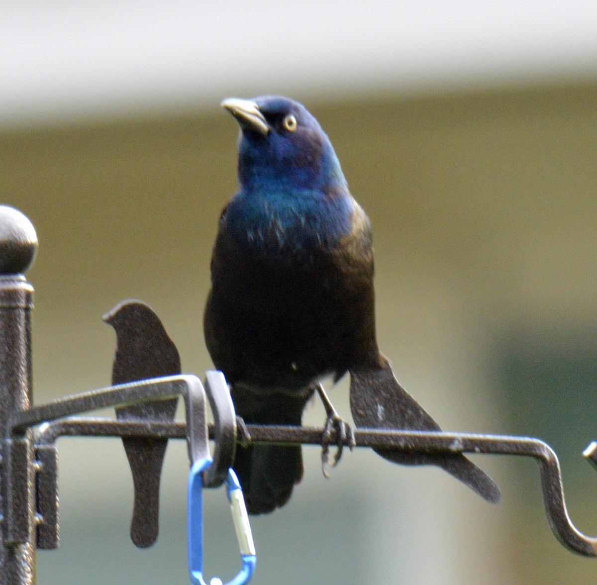 Purpurgrackel (versicolor) - ML644493794