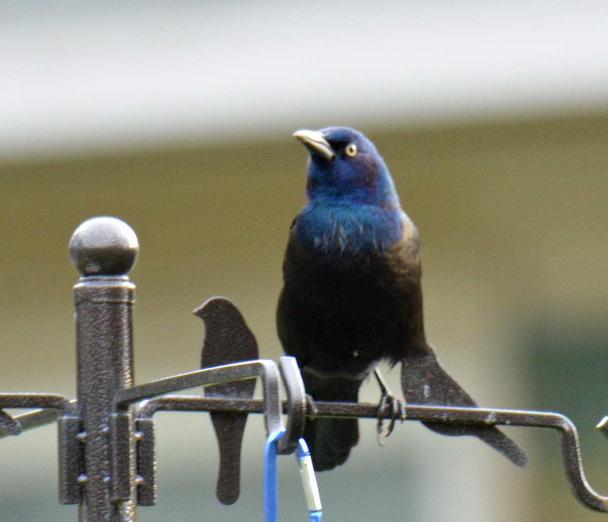 Purpurgrackel (versicolor) - ML644493795