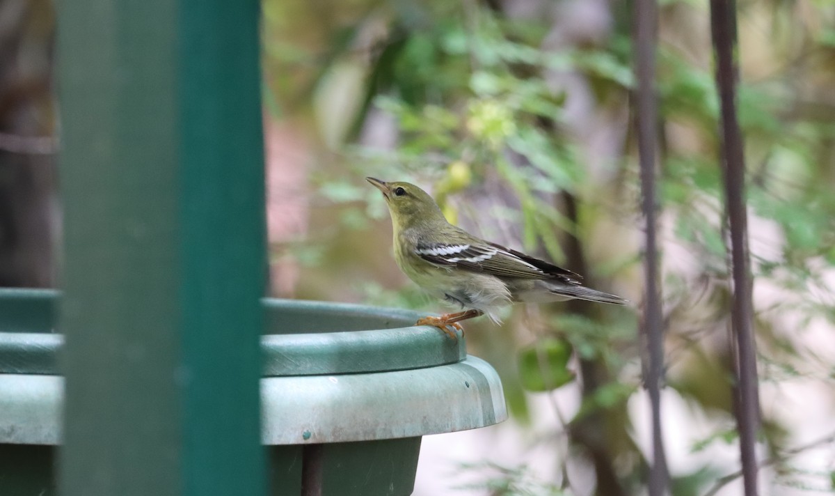 Blackpoll Warbler - ML644493796