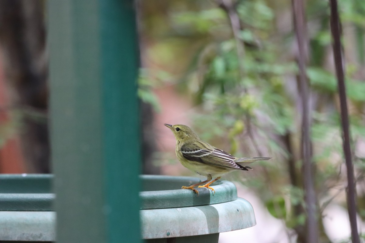 Blackpoll Warbler - ML644493797