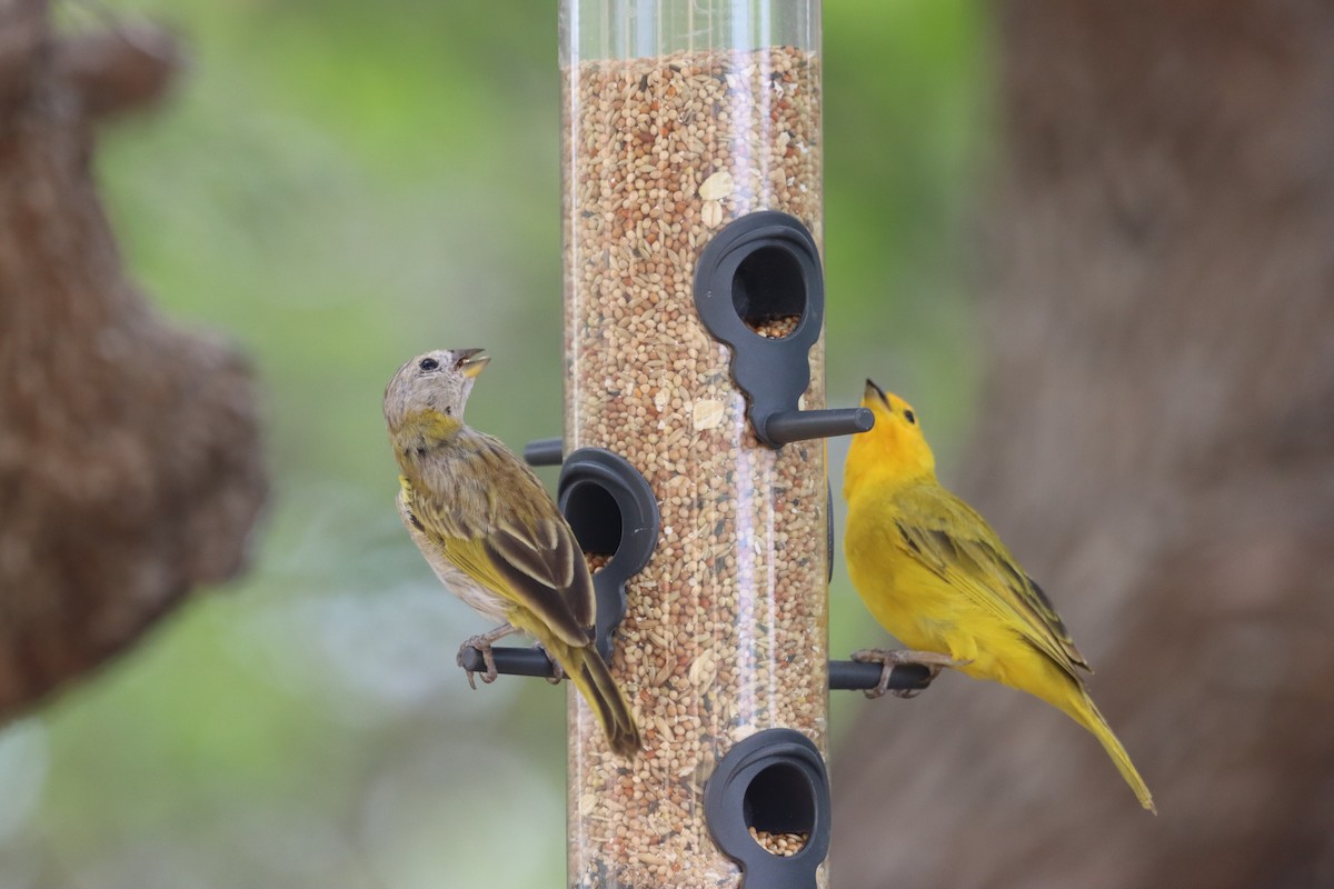 Saffron Finch - ML644493801